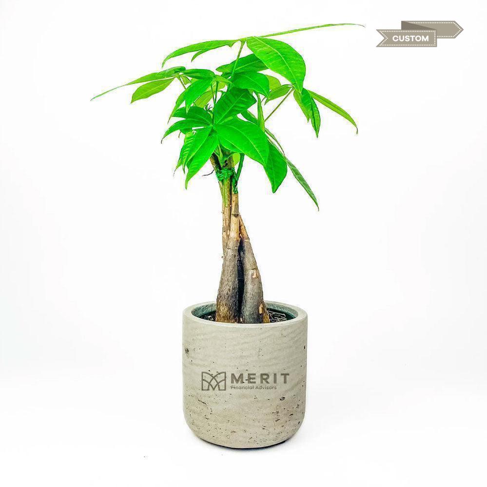 Merit Large Money Tree in Wilson Pot