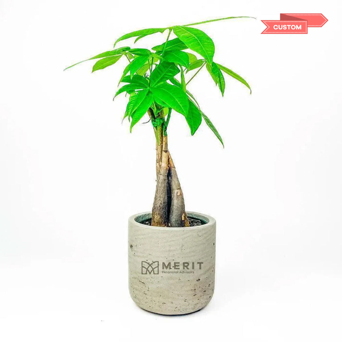 Merit Large Money Tree in Wilson Pot